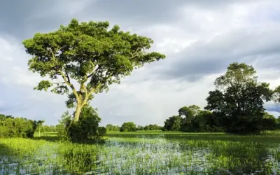 12 curiosidades do Pantanal, o menor bioma do Brasil