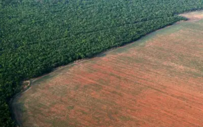 15 anos da moratória da soja: a mágica de dados que fez o agronegócio crescer e a floresta desaparecer