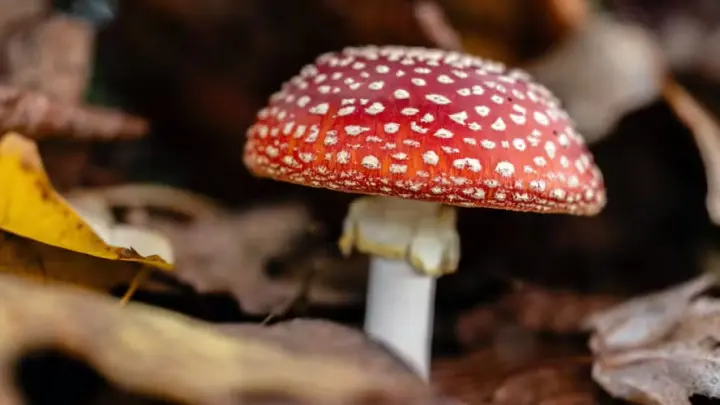 17 animais que curtem ficar chapados