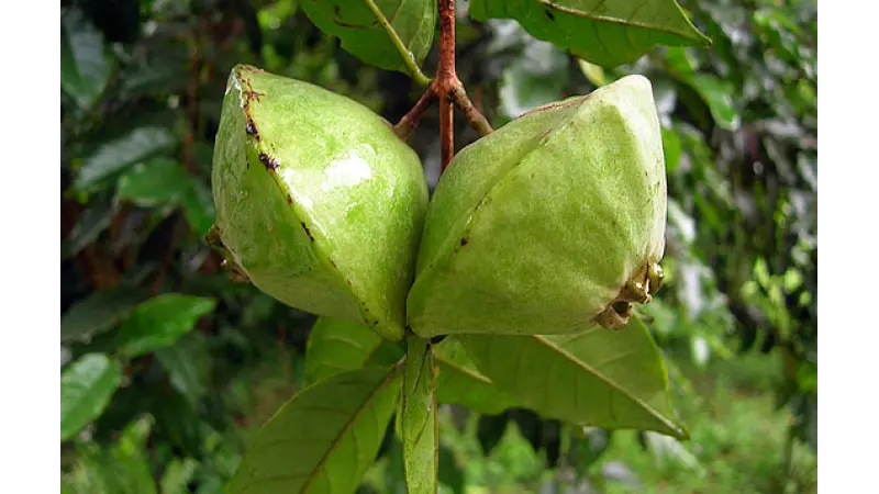 5 frutas nativas da Mata Atlântica em risco de extinção