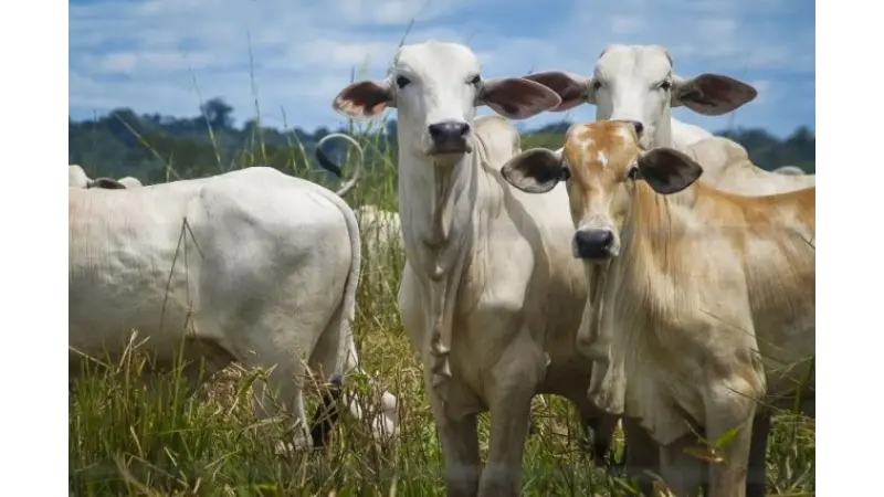 A Batalha do Ibama Contra o Gado do Desmatamento