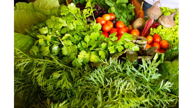 A Embrapa lança ambiente digital revolucionário para auxiliar na produção orgânica e agroecológica