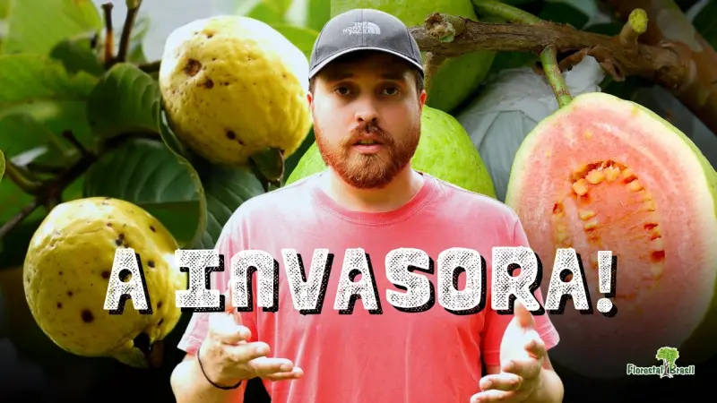 A Goiabeira NÃO é Nativa? Por que ela é considerada uma Espécie INVASORA