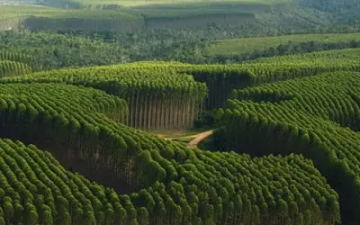 A importância das florestas plantadas no futuro