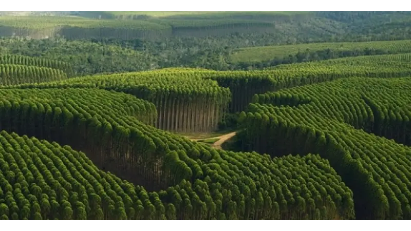 A importância das florestas plantadas no futuro