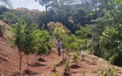 A matéria escura da biodiversidade: O desafio da restauração ecológica e a ausência de espécies vegetais