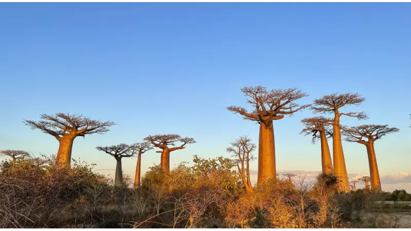 A origem dos Baobás