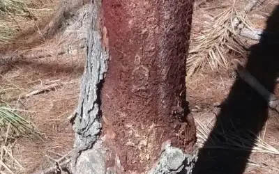 A raiz do mal: Pinus se alimentam de árvores mortas