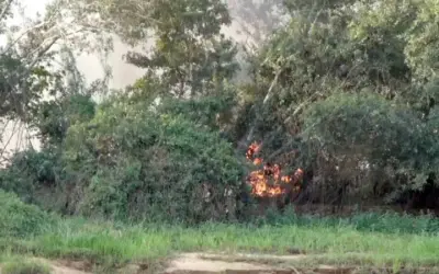 A seca e os incêndios na Amazônia têm o potencial de agravar as queimadas no Pantanal