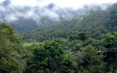 A vantagem das florestas nativas