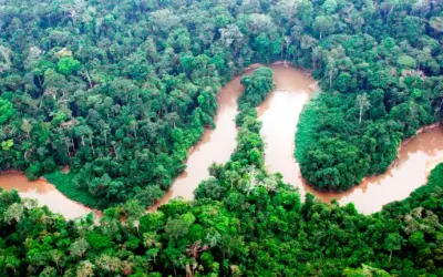 AC é um dos 9 Estados do Brasil que têm regras atualizadas sobre reposição florestal
