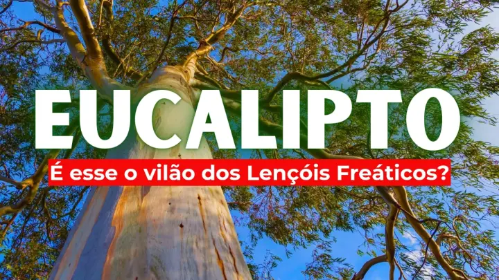 Afinal o Eucalipto seca mesmo o solo?