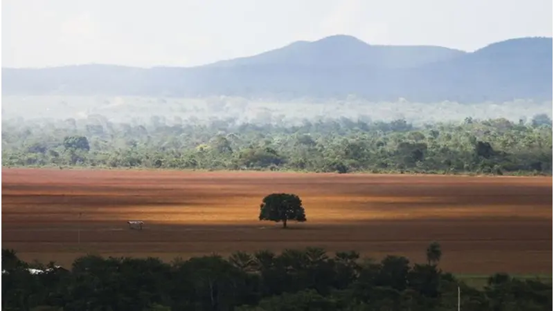Agricultura cresceu 464% no Cerrado entre 1985 e 2020