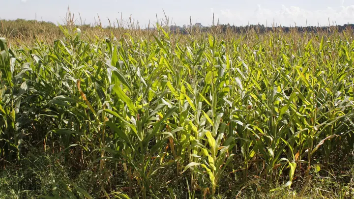 Agricultura homogênea agrava crise climática e de saúde, alerta pesquisador da USP
