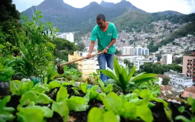 Agricultura urbana: Nova lei pretende estimular a produção de alimentos nas cidades