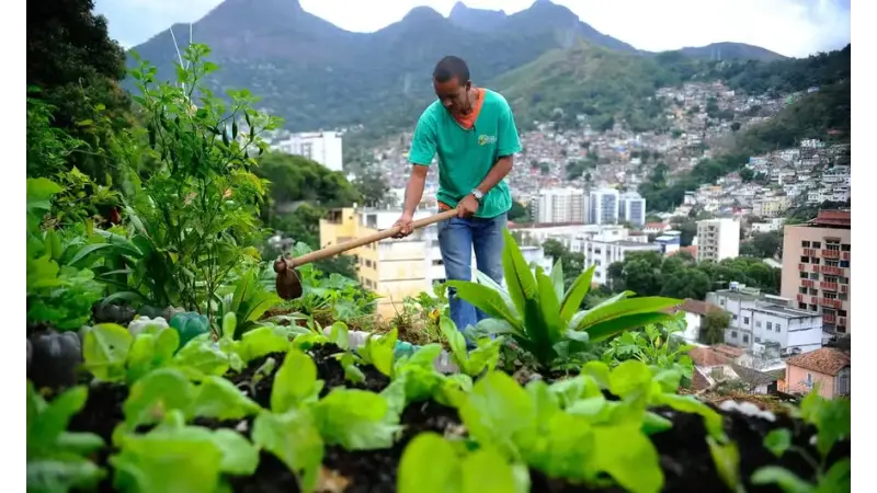 Agricultura urbana: Nova lei pretende estimular a produção de alimentos nas cidades
