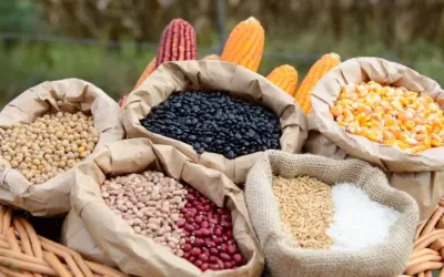 Agro regenerativo: É preciso dialogar com o futuro do alimento