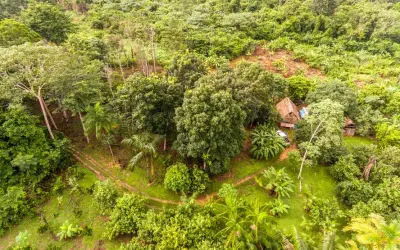 Agrofloresta: a solução para a emergência climática