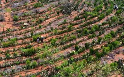 Agrofloresta que transformado o semiárido