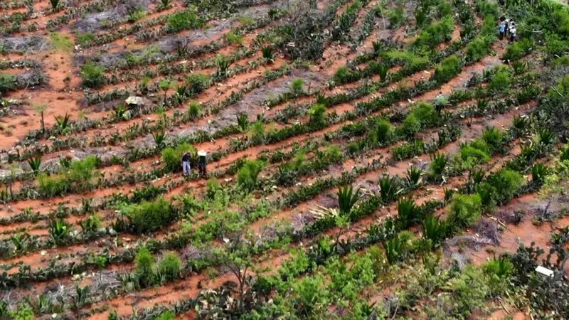 Agrofloresta que transformado o semiárido