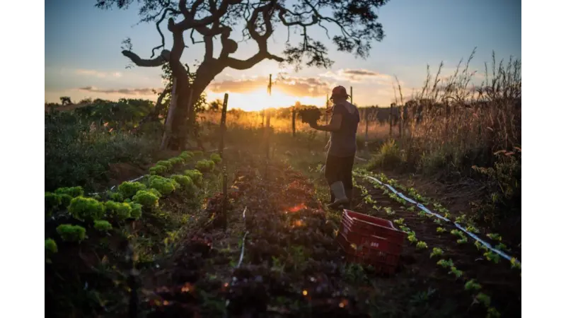 Alimentos orgânicos e agroecológicos recebem apenas 0,02% dos créditos da agricultura familiar