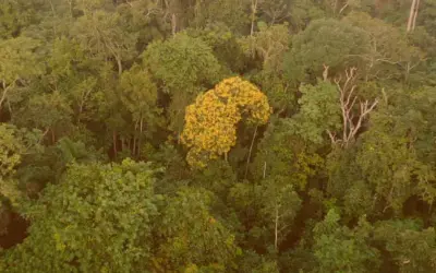 Altas temperaturas sobre as árvores da Amazônia pode ter danos irreparáveis