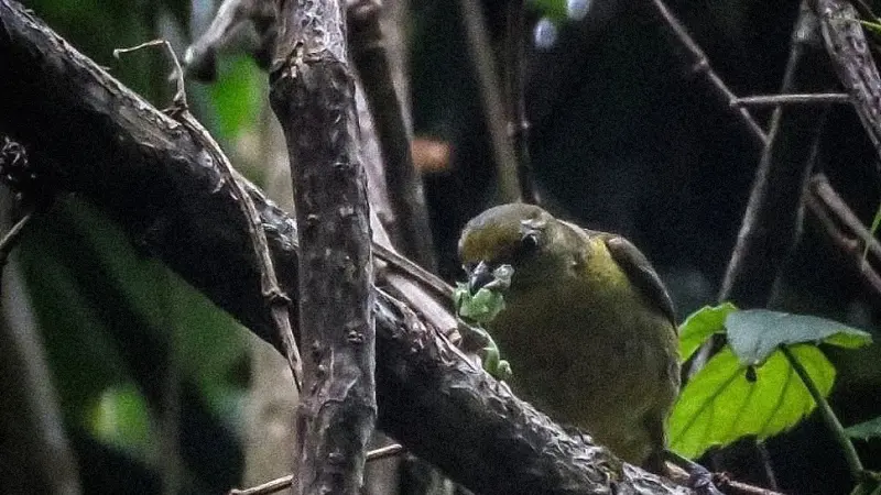 Amantes da natureza ajudam biólogos a estudar os pássaros através de registros