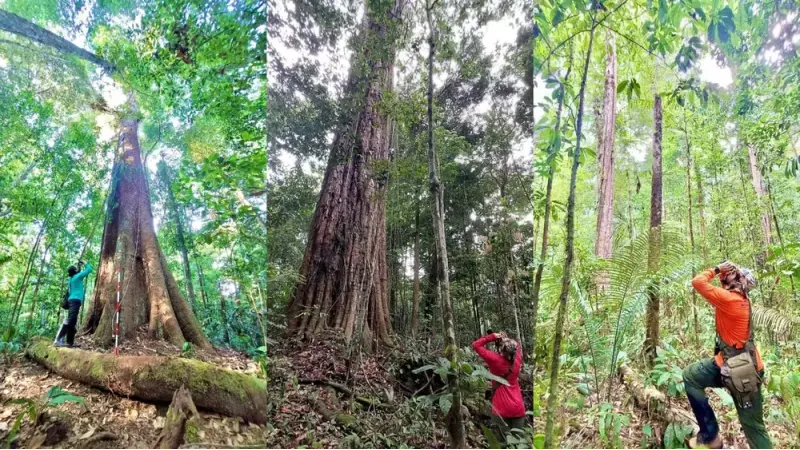 Amazônia abriga 55 milhões de árvores gigantes com mais de 60 metros de altura
