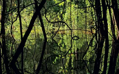 Amazônia produz 8% do metano do planeta