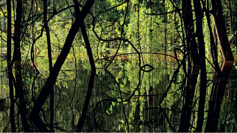 Amazônia produz 8% do metano do planeta