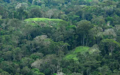 A Amazônia foi moldada por antigos sistemas agroflorestais