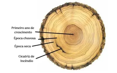 Anéis de crescimento das árvores denunciam aumento do aquecimento global