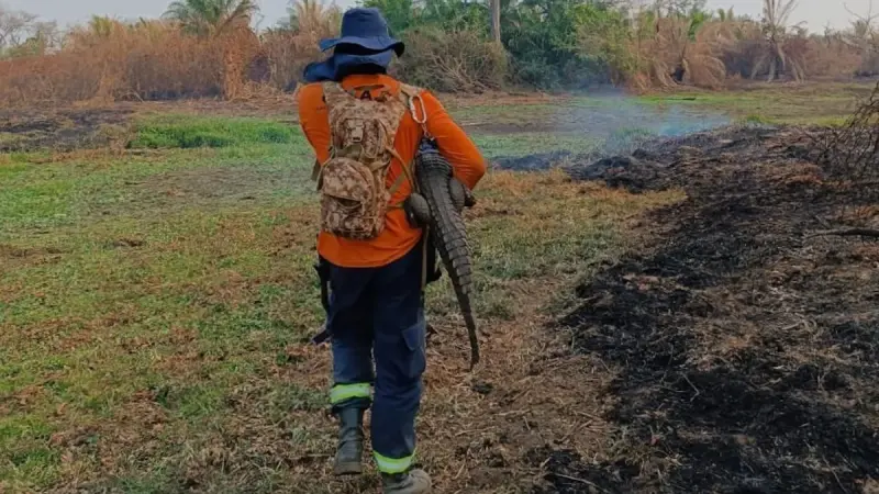 Animais silvestres no Pantanal estão sofrendo com fogo, fome e sede