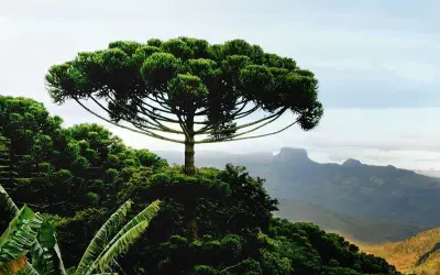 Araucária - a árvore brasileira do período Jurássico