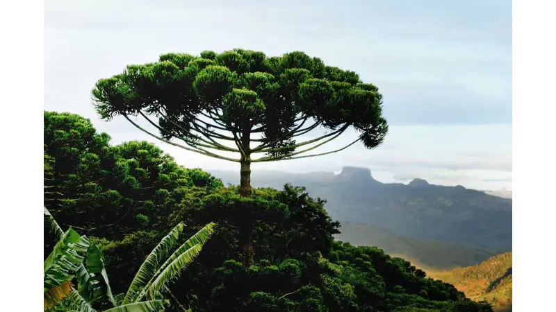 Araucária - a árvore brasileira do período Jurássico