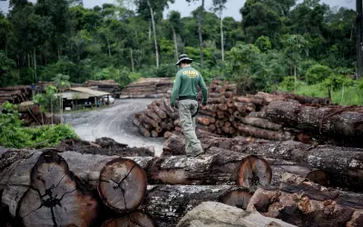 Artigo propõe método para conter extração ilegal de madeira no Brasil