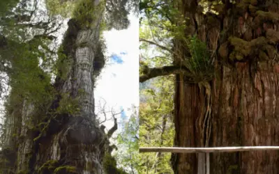 Árvore no Chile está concorrendo a título de ser a mais antiga da Terra