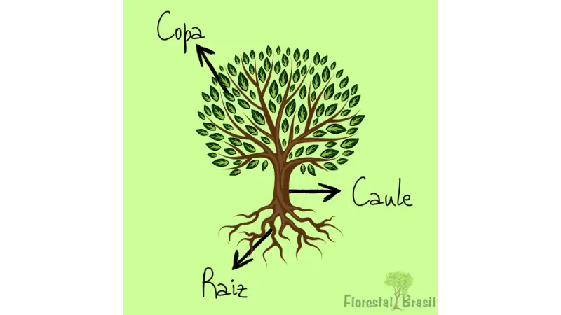 Árvore: raiz, caule e copa
