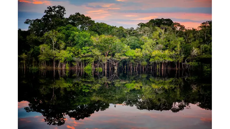 Árvores sentinelas: como a floresta pode ajudar a rastrear o garimpo ilegal na Amazônia