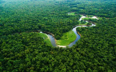 Árvores da Amazônia estão ficando maiores, revela estudo global da Nature