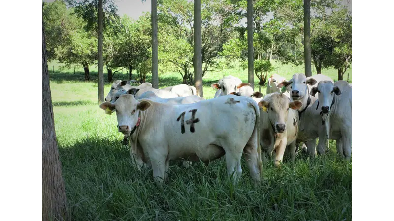 Árvores no pasto melhoram ganho de peso, conforto térmico e reprodução dos animais