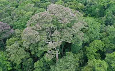 Árvores tropicais podem se beneficiar ao serem atingidas por raios