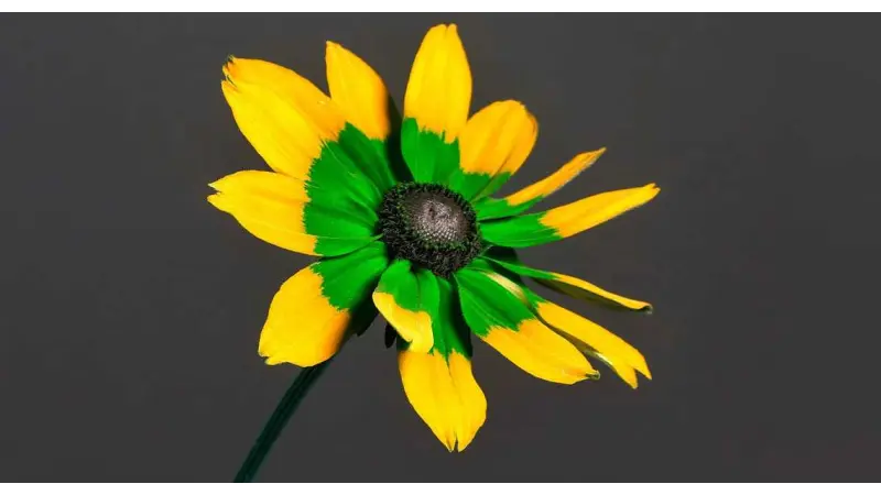 As cores das flores para nós e para os polinizadores