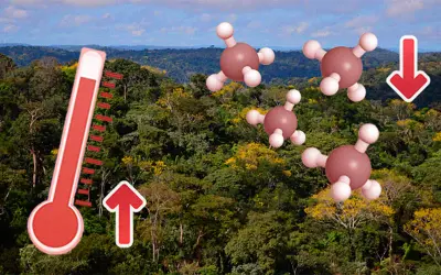 Aumento da temperatura na Amazônia reduz absorção de gás de efeito estufa por bactérias