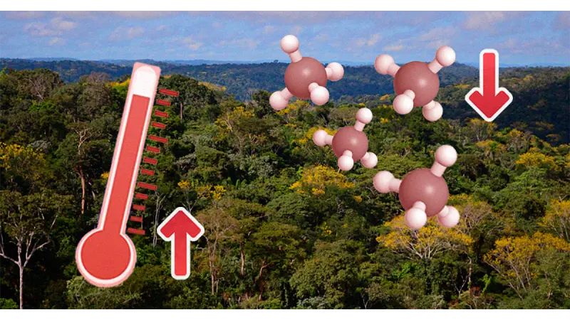 Aumento da temperatura na Amazônia reduz absorção de gás de efeito estufa por bactérias