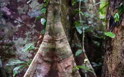 Bactérias nos troncos das árvores da Amazônia são capazes de absorver metano
