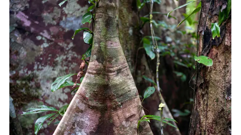 Bactérias nos troncos das árvores da Amazônia são capazes de absorver metano