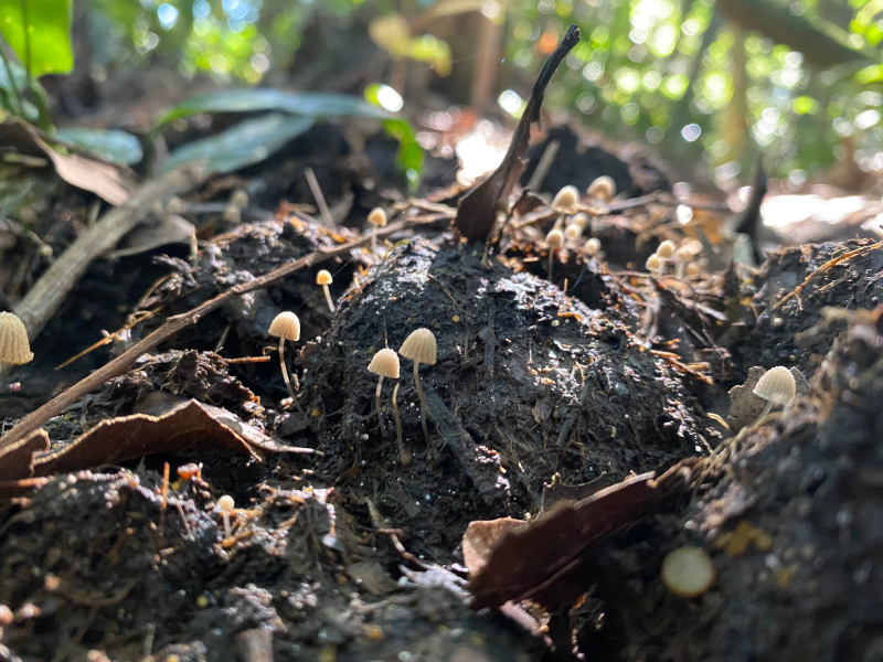 Fezes de anta no Parque Estadual Carlos Botelho: presen&ccedil;a de grandes mam&iacute;feros aumenta disponibilidade de nutrientes para a manuten&ccedil;&atilde;o da floresta (foto: Let&iacute;cia Gon&ccedil;alves Ribeiro/IB-Unesp)