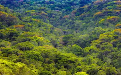 Brasil é campeão em potencial de áreas adequadas para recuperação de florestas
