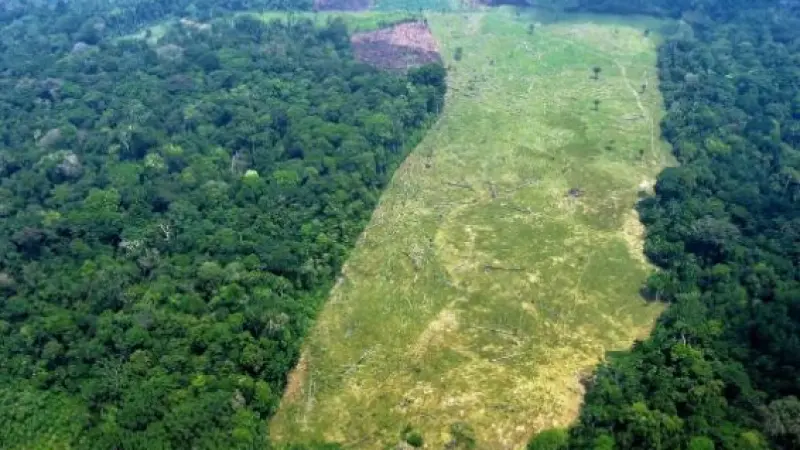 Brasil é líder na derrubada de florestas e é responsável 40% do desmatamento de florestas nativas do mundo